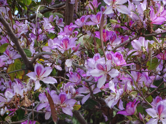 DSC00008 (700x525, 543Kb)