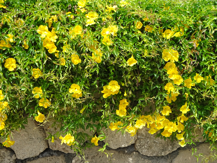 DSC00013 (700x525, 705Kb)