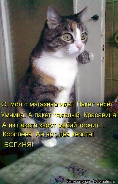 4743317_i17506 (385x600, 66Kb)