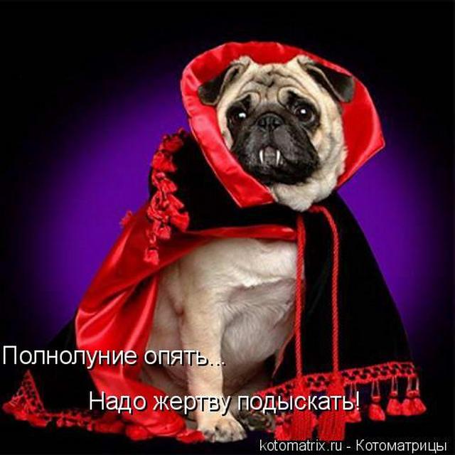 4743317_pE (640x640, 47Kb)
