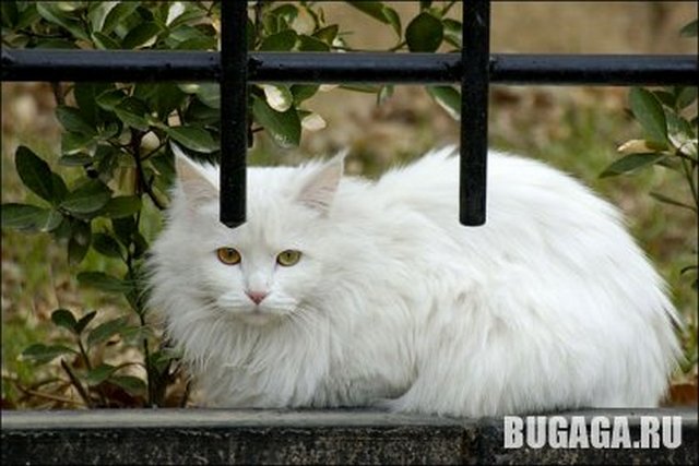 4743317_1140904168_whitecat7E0 (640x427, 53Kb)