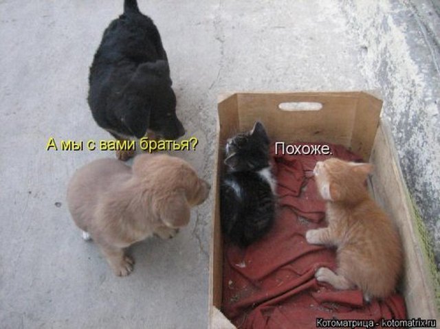 4743317_i25655 (640x479, 51Kb)