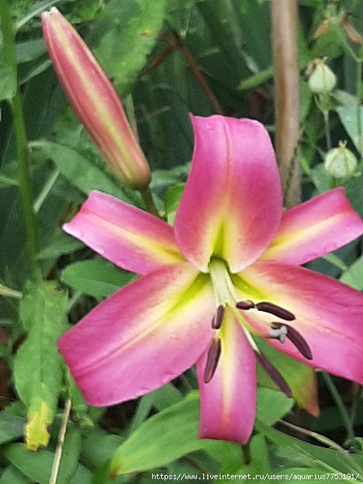 20250721_131413 (525x700, 298Kb)