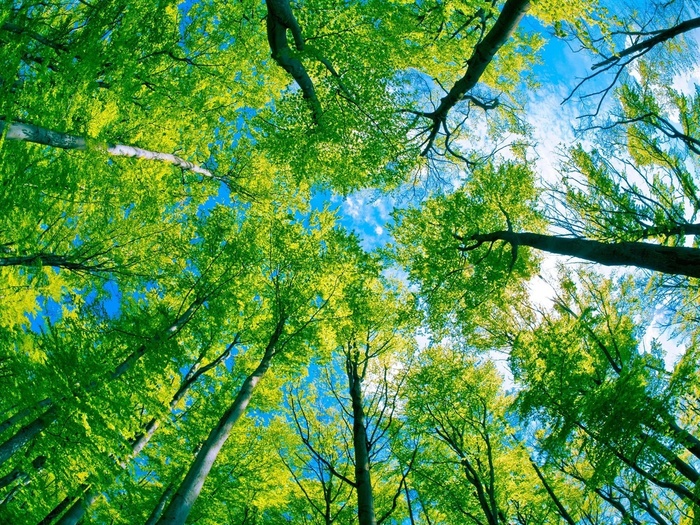 5152557_kartinkijane_ru49938 (700x525, 300Kb)