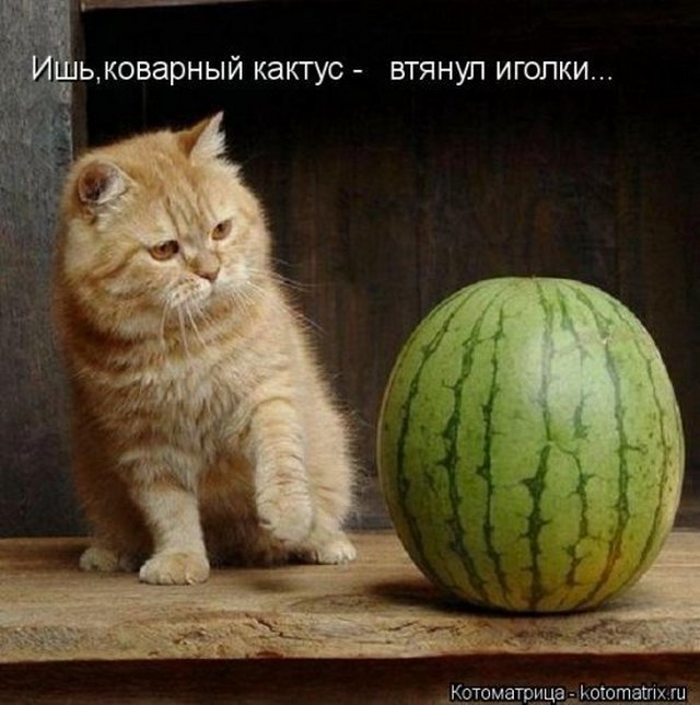 4743317_i25755 (640x644, 67Kb)