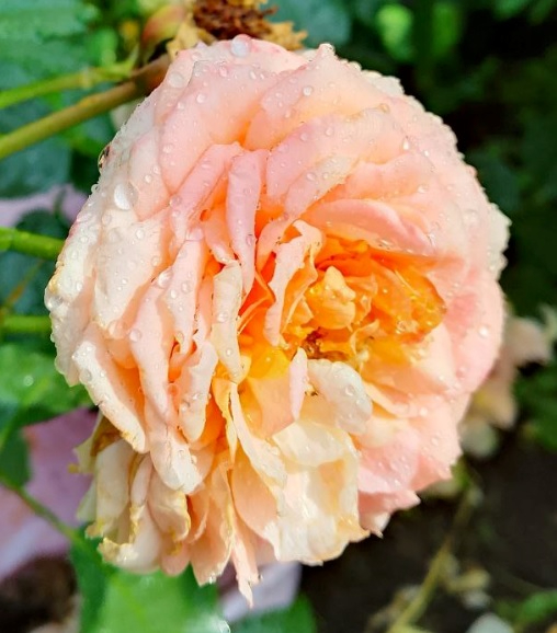 26 фыфы (508x578, 244Kb)