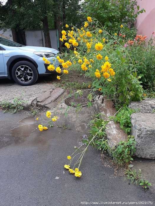 IMG-20250731-WA0000 (525x700, 251Kb)