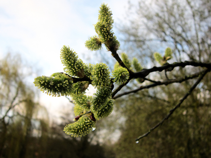 IMG_6416-0 (700x525, 425Kb)