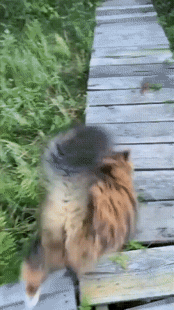 4743317_1638533968_gifs_23 (250x444, 4690Kb)