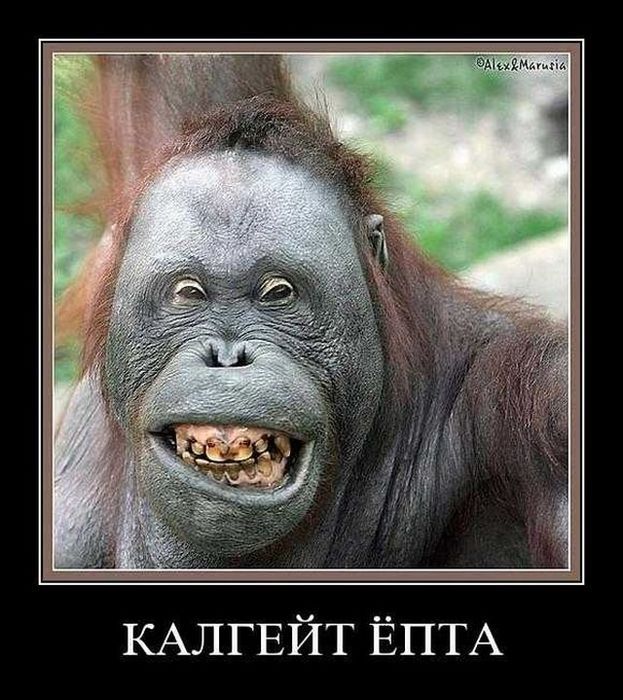 4743317_demotivatory_42 (623x700, 89Kb)