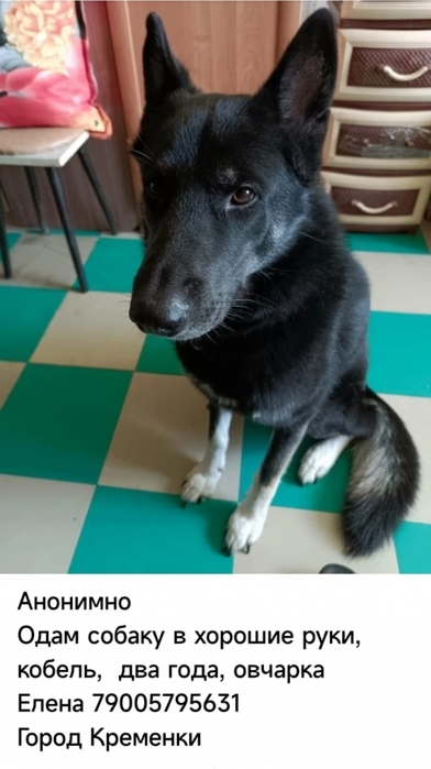 6576548_Bez_imeni (392x700, 153Kb)