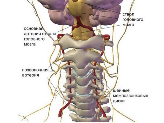 content_anatomiya-shei (626x470, 53Kb)