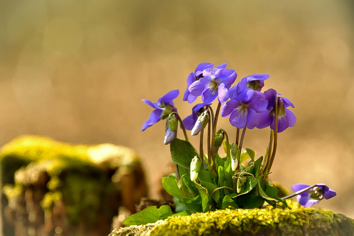 _DSC9272_edited (700x466, 123Kb)