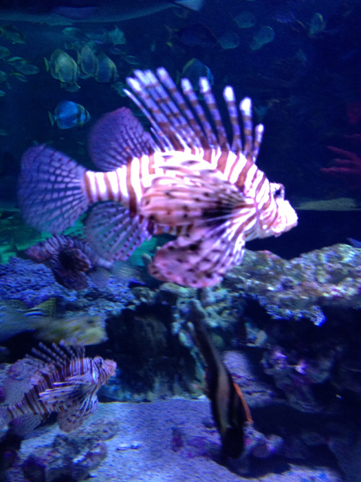 IMG_0131 (525x700, 471Kb)