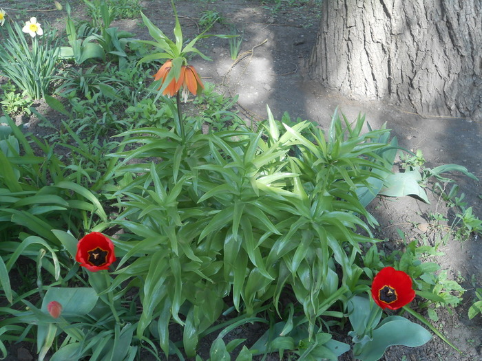 DSCN5948 (700x525, 167Kb)