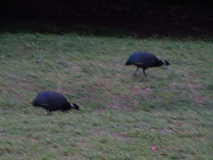 DSC01033 (700x525, 342Kb)