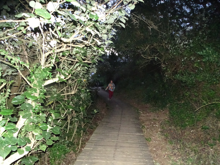 DSC01037 (700x525, 507Kb)