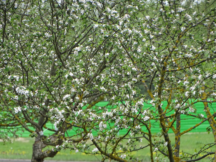 DSC00492 (700x525, 633Kb)