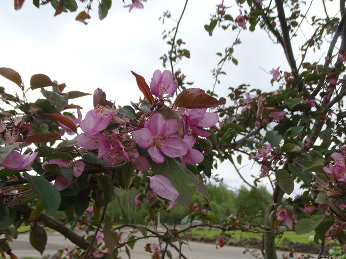 DSC00494 (700x525, 435Kb)