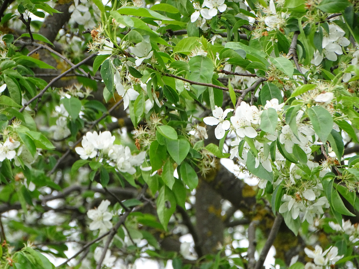 DSC00496 (700x525, 540Kb)