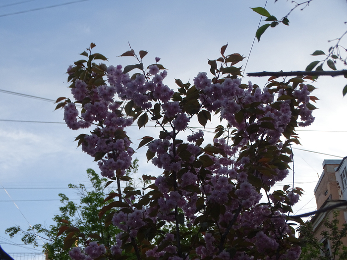 DSC00506 (700x525, 425Kb)