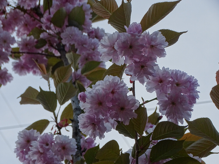 DSC00508 (700x525, 386Kb)