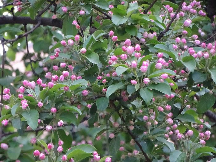 DSC00510 (700x525, 474Kb)