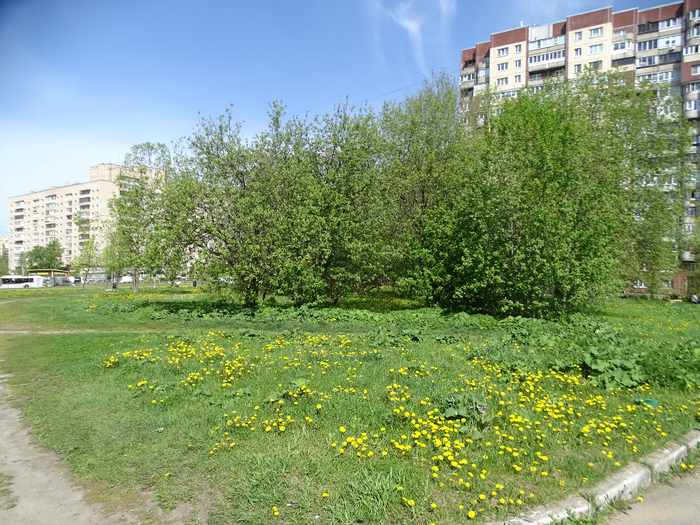 DSC00516 (700x525, 573Kb)