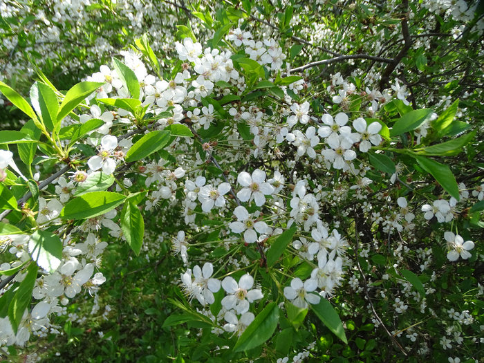 DSC00518 (700x525, 620Kb)