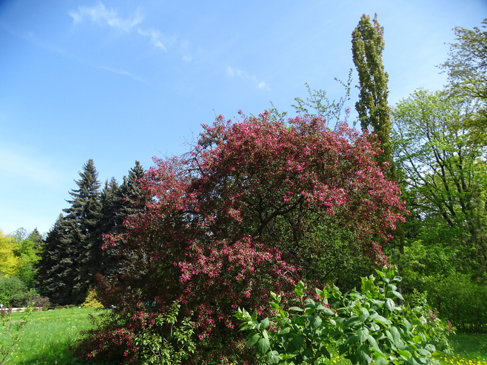 DSC00526 (700x525, 572Kb)