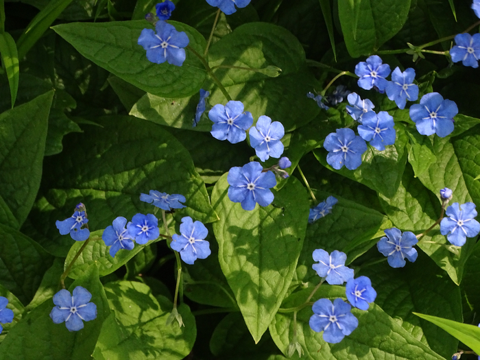 DSC00540 (700x525, 444Kb)