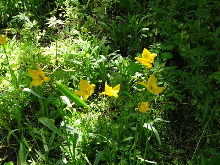 DSC00543 (700x525, 644Kb)