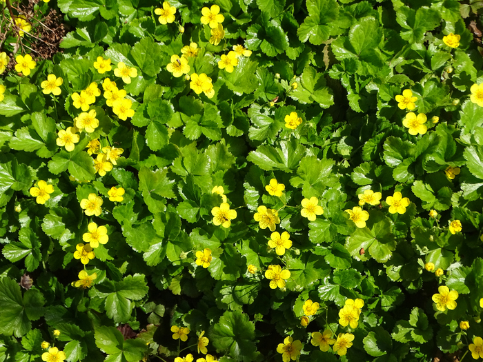 DSC00544 (700x525, 648Kb)