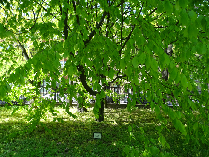 DSC00552 (700x525, 672Kb)