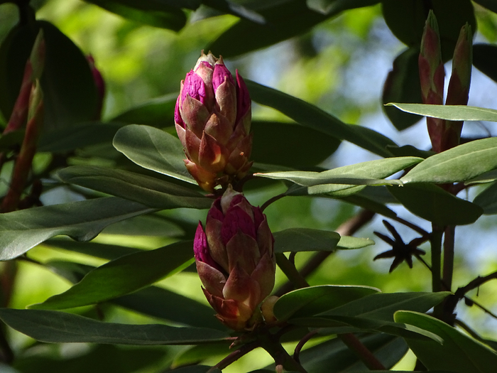 DSC00562 (700x525, 370Kb)