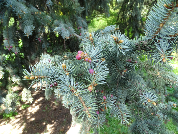 DSC00568 (700x525, 590Kb)