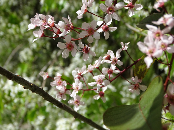 DSC00575 (700x525, 419Kb)