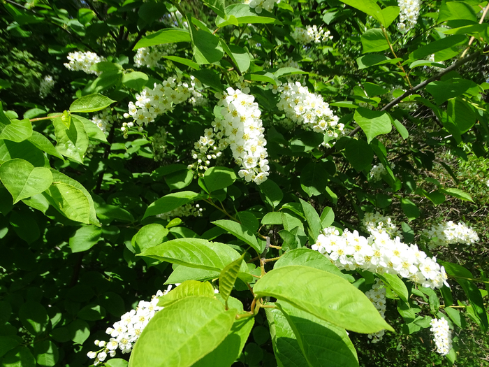 DSC00581 (700x525, 585Kb)