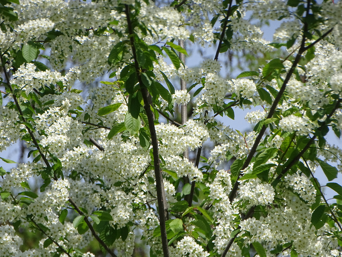 DSC00584 (700x525, 616Kb)