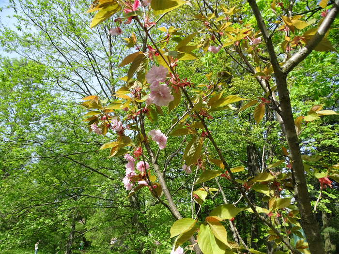 DSC00594 (700x525, 717Kb)