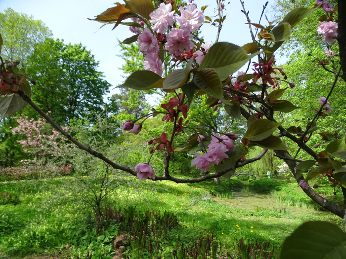 DSC00599 (700x525, 596Kb)