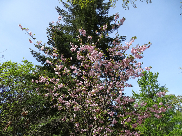 DSC00603 (700x525, 590Kb)