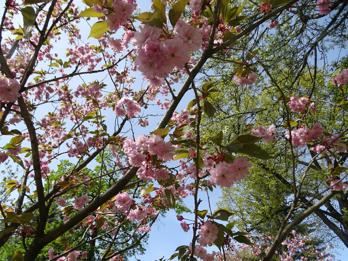 DSC00606 (700x525, 690Kb)