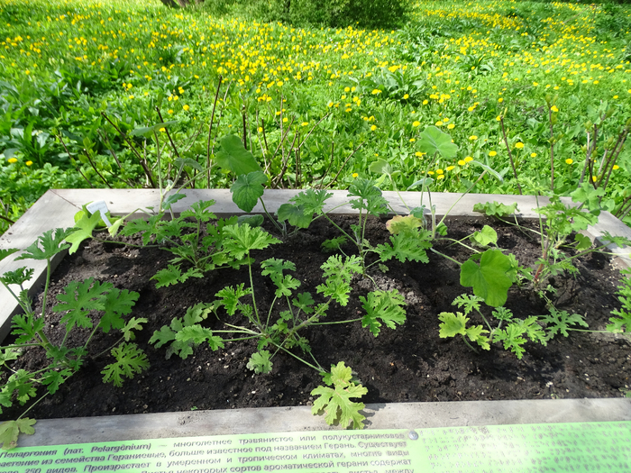 DSC00611 (700x525, 640Kb)