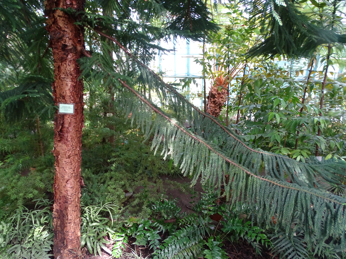 DSC00614 (700x525, 597Kb)