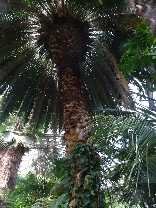 DSC00618 (525x700, 546Kb)