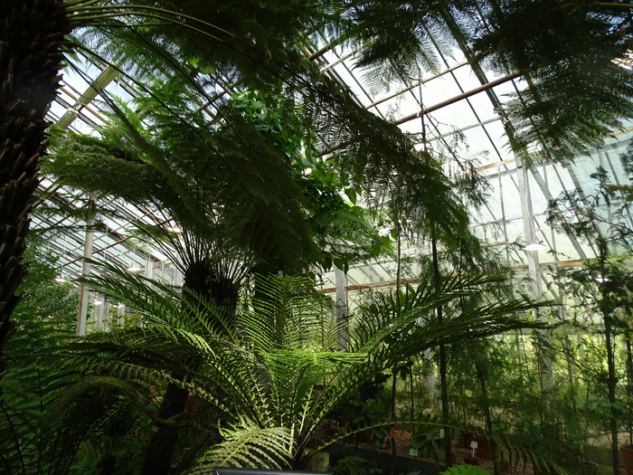 DSC00622 (700x525, 572Kb)