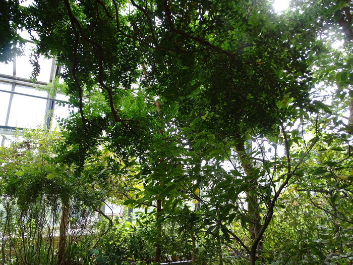 DSC00625 (700x525, 670Kb)