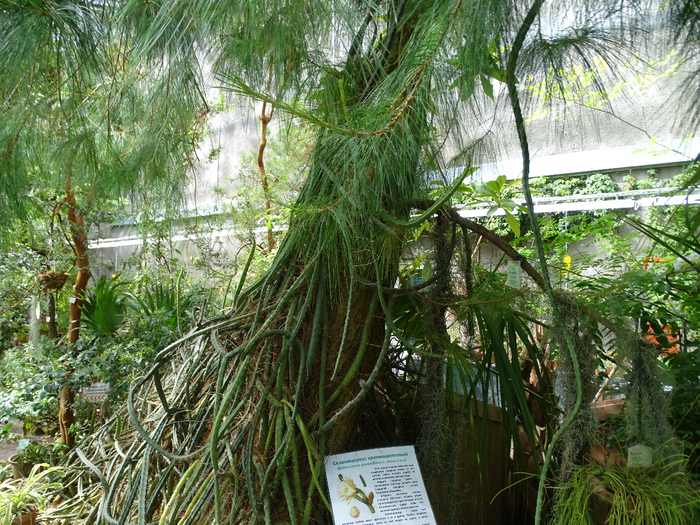 DSC00633 (700x525, 612Kb)