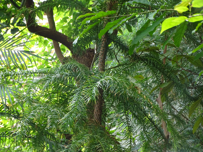 DSC00639 (700x525, 622Kb)